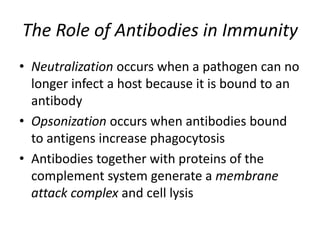 The Role of Antibodies in ImmunityNeutralization occurs when a pathogen can no longer infect a host because it is bound to an antibodyOpsonization occurs when antibodies bound to antigens increase phagocytosisAntibodies together with proteins of the complement system generate a membrane attack complex and cell lysis