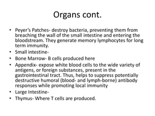Organs cont.Peyer’s Patches- destroy bacteria, preventing them from breaching the wall of the small intestine and entering the bloodstream. They generate memory lymphocytes for long term immunity. Small intestine-Bone Marrow- B cells produced hereAppendix- expose white blood cells to the wide variety of antigens, or foreign substances, present in the gastrointestinal tract. Thus, helps to suppress potentially destructive humoral (blood- and lymph-borne) antibody responses while promoting local immunityLarge Intestine-Thymus- Where T cells are produced.