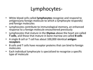 Lymphocytes-White blood cells called lymphocytes recognize and respond to antigens(any foreign molecule to which a lymphocyte responds) and foreign moleculesLymphocytes contribute to immunological memory, an enhanced response to a foreign molecule encountered previouslyLymphocytes that mature in the thymus above the heart are called T cells,and those that mature in bone marrow are called B cellsA single B cell or T cell has about 100,000 identical antigen receptorsB cells and T cells have receptor proteins that can bind to foreign moleculesEach individual lymphocyte is specialized to recognize a specific type of molecule