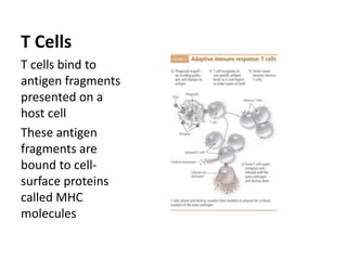 T CellsT cells bind to antigen fragments presented on a host cell These antigen fragments are bound to cell-surface proteins called MHC molecules