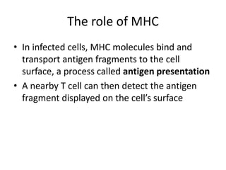 The role of MHCIn infected cells, MHC molecules bind and transport antigen fragments to the cell surface, a process called antigen presentationA nearby T cell can then detect the antigen fragment displayed on the cell’s surface