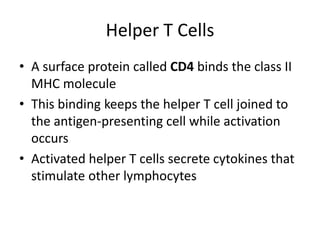 Helper T CellsA surface protein called CD4 binds the class II MHC moleculeThis binding keeps the helper T cell joined to the antigen-presenting cell while activation occursActivated helper T cells secrete cytokines that stimulate other lymphocytes