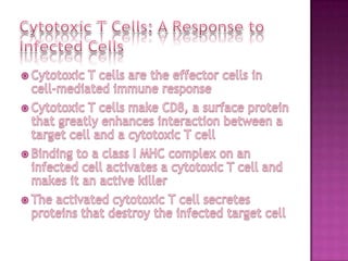 Cytotoxic T Cells: A Response to Infected CellsCytotoxic T cells are the effector cells in cell-mediated immune responseCytotoxic T cells make CD8, a surface protein that greatly enhances interaction between a target cell and a cytotoxic T cellBinding to a class I MHC complex on an infected cell activates a cytotoxic T cell and makes it an active killerThe activated cytotoxic T cell secretes proteins that destroy the infected target cell