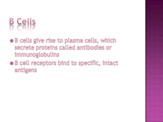 B CellsB cells give rise to plasma cells, which secrete proteins called antibodies or immunoglobulinsB cell receptors bind to specific, intact antigens
