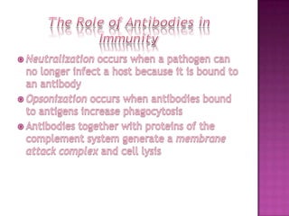 The Role of Antibodies in ImmunityNeutralization occurs when a pathogen can no longer infect a host because it is bound to an antibodyOpsonization occurs when antibodies bound to antigens increase phagocytosisAntibodies together with proteins of the complement system generate a membrane attack complex and cell lysis