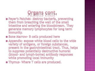 Organs cont.Peyer’s Patches- destroy bacteria, preventing them from breaching the wall of the small intestine and entering the bloodstream. They generate memory lymphocytes for long term immunity. Bone Marrow- B cells produced hereAppendix- expose white blood cells to the wide variety of antigens, or foreign substances, present in the gastrointestinal tract. Thus, helps to suppress potentially destructive humoral (blood- and lymph-borne) antibody responses while promoting local immunityThymus- Where T cells are produced.