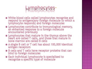 Lymphocytes-White blood cells called lymphocytes recognize and respond to antigens(any foreign molecule to which a lymphocyte responds) and foreign moleculesLymphocytes contribute to immunological memory, an enhanced response to a foreign molecule encountered previouslyLymphocytes that mature in the thymus above the heart are called T cells, and those that mature in bone marrow are called B cellsA single B cell or T cell has about 100,000 identical antigen receptorsB cells and T cells have receptor proteins that can bind to foreign moleculesEach individual lymphocyte is specialized to recognize a specific type of molecule