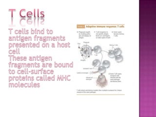T CellsT cells bind to antigen fragments presented on a host cell These antigen fragments are bound to cell-surface proteins called MHC molecules