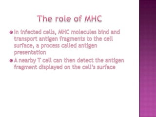 The role of MHCIn infected cells, MHC molecules bind and transport antigen fragments to the cell surface, a process called antigen presentationA nearby T cell can then detect the antigen fragment displayed on the cell’s surface