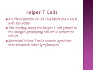 Helper T CellsA surface protein called CD4 binds the class II MHC moleculeThis binding keeps the helper T cell joined to the antigen-presenting cell while activation occursActivated helper T cells secrete cytokines that stimulate other lymphocytes