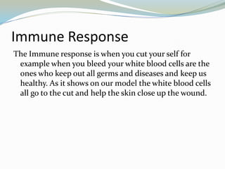 Immune ResponseThe Immune response is when you cut your self for example when you bleed your white blood cells are the ones who keep out all germs and diseases and keep us healthy. As it shows on our model the white blood cells all go to the cut and help the skin close up the wound.  