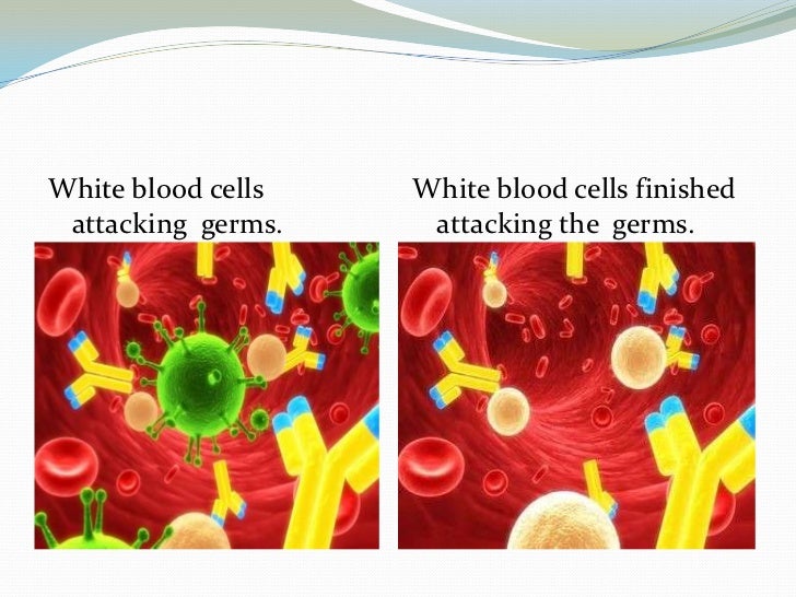 The immune system