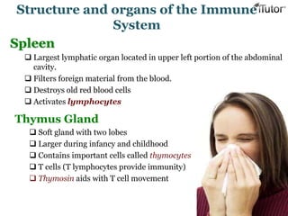 Spleen
 Largest lymphatic organ located in upper left portion of the abdominal
cavity.
 Filters foreign material from the blood.
 Destroys old red blood cells
 Activates lymphocytes
Structure and organs of the Immune
System
Thymus Gland
 Soft gland with two lobes
 Larger during infancy and childhood
 Contains important cells called thymocytes
 T cells (T lymphocytes provide immunity)
 Thymosin aids with T cell movement
 
