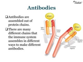 Antibodies
Antibodies are
assembled out of
protein chains.
There are many
different chains that
the immune system
assembles in different
ways to make different
antibodies.
 