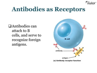 Antibodies as Receptors
Antibodies can
attach to B
cells, and serve to
recognize foreign
antigens.
 