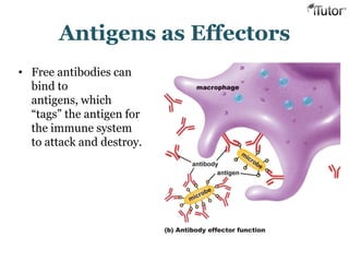 Antigens as Effectors
• Free antibodies can
bind to
antigens, which
“tags” the antigen for
the immune system
to attack and destroy.
 