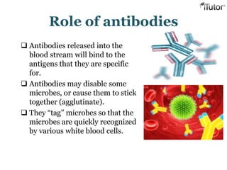 Role of antibodies
 Antibodies released into the
blood stream will bind to the
antigens that they are specific
for.
 Antibodies may disable some
microbes, or cause them to stick
together (agglutinate).
 They “tag” microbes so that the
microbes are quickly recognized
by various white blood cells.
 