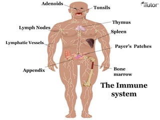 The Immune
system
Adenoids
Tonsils
Thymus
Spleen
Payer’s Patches
Bone
marrow
Lymph Nodes
Lymphatic Vessels
Appendix
 