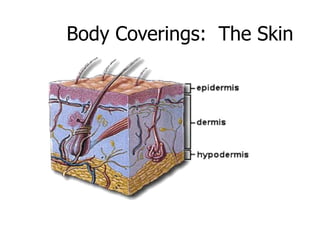Body Coverings: The Skin
 