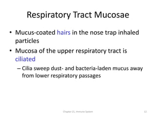 Chapter 21, Immune System 12
Respiratory Tract Mucosae
• Mucus-coated hairs in the nose trap inhaled
particles
• Mucosa of the upper respiratory tract is
ciliated
– Cilia sweep dust- and bacteria-laden mucus away
from lower respiratory passages
 