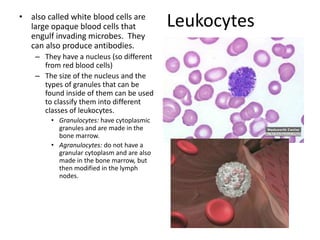 Leukocytes• also called white blood cells are
large opaque blood cells that
engulf invading microbes. They
can also produce antibodies.
– They have a nucleus (so different
from red blood cells)
– The size of the nucleus and the
types of granules that can be
found inside of them can be used
to classify them into different
classes of leukocytes.
• Granulocytes: have cytoplasmic
granules and are made in the
bone marrow.
• Agranulocytes: do not have a
granular cytoplasm and are also
made in the bone marrow, but
then modified in the lymph
nodes.
 