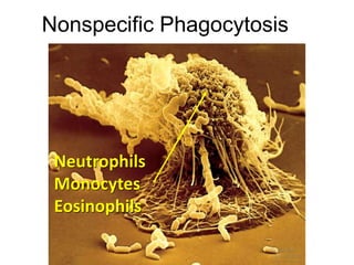 Nonspecific Phagocytosis
Neutrophils
Monocytes
Eosinophils
 