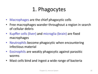 Chapter 21, Immune System 20
1. Phagocytes
• Macrophages are the chief phagocytic cells
• Free macrophages wander throughout a region in search
of cellular debris
• Kupffer cells (liver) and microglia (brain) are fixed
macrophages
• Neutrophils become phagocytic when encountering
infectious material
• Eosinophils are weakly phagocytic against parasitic
worms
• Mast cells bind and ingest a wide range of bacteria
 