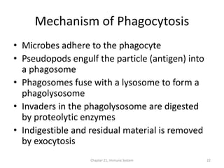 Chapter 21, Immune System 22
Mechanism of Phagocytosis
• Microbes adhere to the phagocyte
• Pseudopods engulf the particle (antigen) into
a phagosome
• Phagosomes fuse with a lysosome to form a
phagolysosome
• Invaders in the phagolysosome are digested
by proteolytic enzymes
• Indigestible and residual material is removed
by exocytosis
 