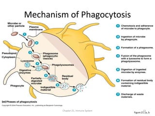 Chapter 21, Immune System 23
Mechanism of Phagocytosis
Figure 21.1a, b
 