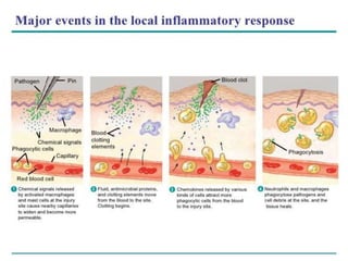 Inflammatory Response
Histamine &
prostaglandins
released
Capillaries dilate
Clotting begins
Chemotactic
factors attract
phagocytic cells
Phagocytes
consume
pathogens & cell
debris
 