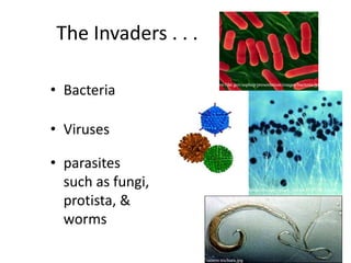 The Invaders . . .
• Bacteria
• Viruses
• parasites
such as fungi,
protista, &
worms
worm trichura.jpg
http://www.hhs.gov/asphep/presentation/images/bacteria.jpg
http://www.skidmore.edu/academics/biology/plant_bio/lab13.FUNGI.html
 