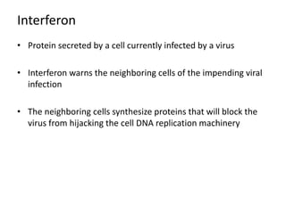 Interferon
• Protein secreted by a cell currently infected by a virus
• Interferon warns the neighboring cells of the impending viral
infection
• The neighboring cells synthesize proteins that will block the
virus from hijacking the cell DNA replication machinery
 