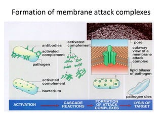 Formation of membrane attack complexes
 