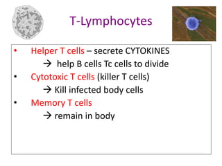 T-Lymphocytes
• Helper T cells – secrete CYTOKINES
 help B cells Tc cells to divide
• Cytotoxic T cells (killer T cells)
 Kill infected body cells
• Memory T cells
 remain in body
 