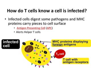 How do T cells know a cell is infected?
• Infected cells digest some pathogens and MHC
proteins carry pieces to cell surface
• Antigen Presenting Cell (APC)
• Alerts Helper T cells
MHC proteins displaying
foreign antigens
infected
cell
T cell with
antigen receptors
TH cell
 