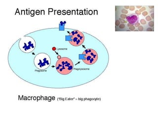 Macrophages
 