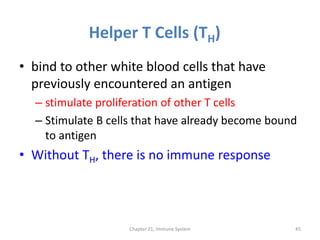 Helper T Cells (TH)
• bind to other white blood cells that have
previously encountered an antigen
– stimulate proliferation of other T cells
– Stimulate B cells that have already become bound
to antigen
• Without TH, there is no immune response
Chapter 21, Immune System 45
 