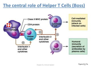 The central role of Helper T Cells (Boss)
Chapter 21, Immune System 46Figure 21.17a
 