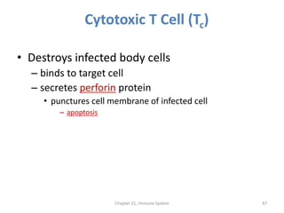 Cytotoxic T Cell (Tc)
• Destroys infected body cells
– binds to target cell
– secretes perforin protein
• punctures cell membrane of infected cell
– apoptosis
Chapter 21, Immune System 47
 