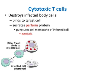 Cytotoxic T cells
Killer T cell
binds to
infected cell
• Destroys infected body cells
– binds to target cell
– secretes perforin protein
• punctures cell membrane of infected cell
– apoptosis
infected cell
destroyed
 