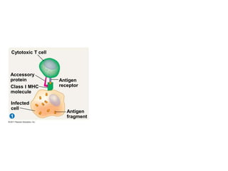 Cytotoxic T cell
1
Accessory
protein
Class I MHC
molecule
Infected
cell
Antigen
receptor
Antigen
fragment
 