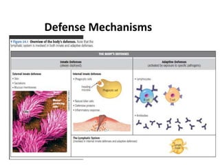 Defense Mechanisms
 