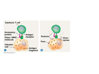Cytotoxic T cell
1 2
Accessory
protein
Class I MHC
molecule
Infected
cell
Antigen
receptor
Antigen
fragment
Perforin
Pore
Gran-
zymes
 