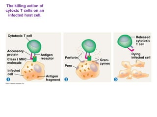 The killing action of
cytoxic T cells on an
infected host cell.
Cytotoxic T cell
31 2
Accessory
protein
Class I MHC
molecule
Infected
cell
Antigen
receptor
Antigen
fragment
Perforin
Pore
Gran-
zymes
Released
cytotoxic
T cell
Dying
infected cell
 