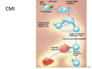 Figure 23.11 (1 of 2)
CMI
 