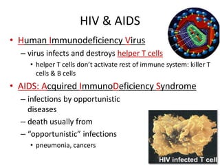 • Human Immunodeficiency Virus
– virus infects and destroys helper T cells
• helper T cells don’t activate rest of immune system: killer T
cells & B cells
• AIDS: Acquired ImmunoDeficiency Syndrome
– infections by opportunistic
diseases
– death usually from
– “opportunistic” infections
• pneumonia, cancers
HIV & AIDS
HIV infected T cell
 