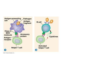Pathogen
1 2
Antigen-presenting
cell Antigen
fragment
Class II
MHC
molecule
Antigen
receptor
Accessory
protein
Helper T cell
B cell
Cytokines
Activated
helper T cell

 