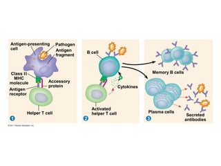 Pathogen
31 2
Antigen-presenting
cell Antigen
fragment
Class II
MHC
molecule
Antigen
receptor
Accessory
protein
Helper T cell
B cell
Cytokines
Activated
helper T cell
Memory B cells
Plasma cells
Secreted
antibodies

 