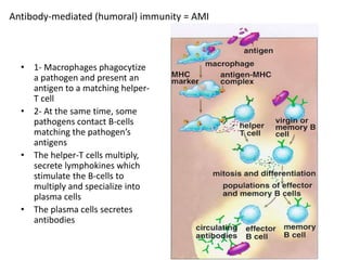Antibody-mediated (humoral) immunity = AMI
• 1- Macrophages phagocytize
a pathogen and present an
antigen to a matching helper-
T cell
• 2- At the same time, some
pathogens contact B-cells
matching the pathogen’s
antigens
• The helper-T cells multiply,
secrete lymphokines which
stimulate the B-cells to
multiply and specialize into
plasma cells
• The plasma cells secretes
antibodies
 