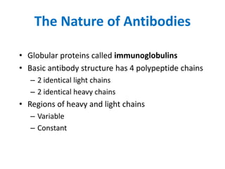 The Nature of Antibodies
• Globular proteins called immunoglobulins
• Basic antibody structure has 4 polypeptide chains
– 2 identical light chains
– 2 identical heavy chains
• Regions of heavy and light chains
– Variable
– Constant
 